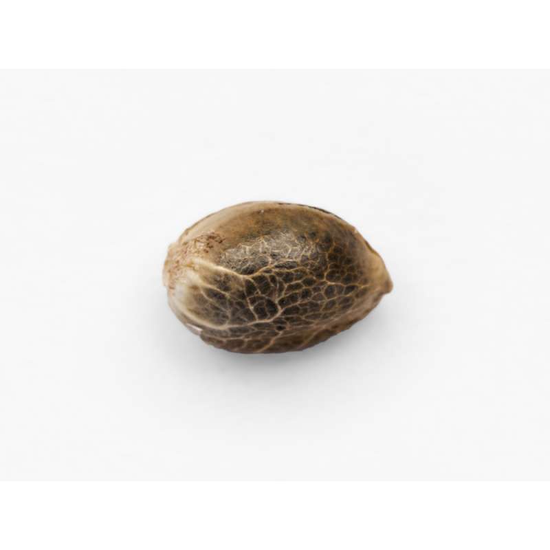 Semilla CBD Life Plant