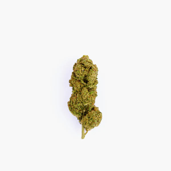 BUBBLEGUM (2 gr y 5 gr)