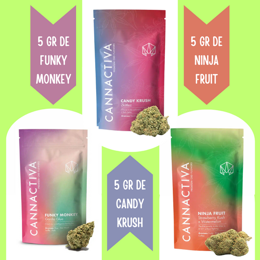 Pack CBD Glasshouse