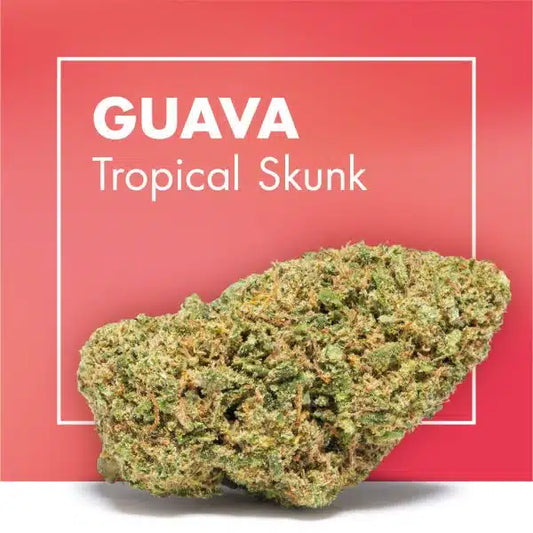 GUAVA (Tropical Skunk) (2 gr, 5 gr, 10 gr)