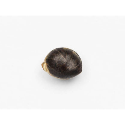 Semilla Doctor Kush