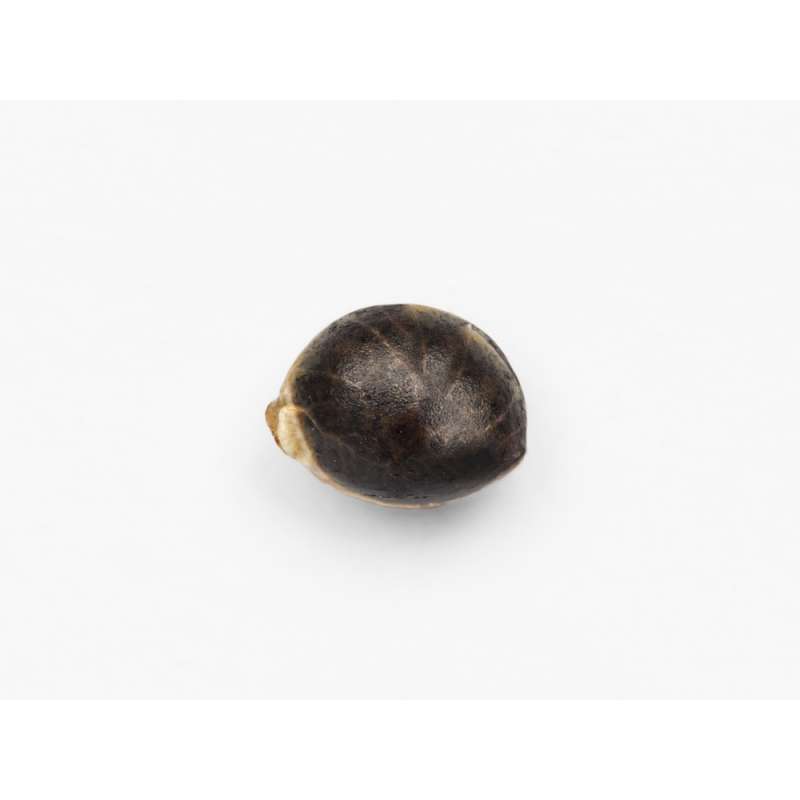 Semillas Doctor Kush Medical 10 Unidades
